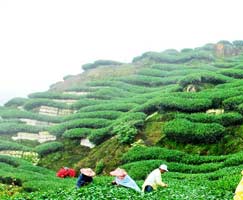 Darjeeling Honeymoon