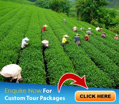 Darjeeling Tour Packages